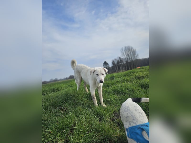 Sanfter Herzenshund sucht seine Familie