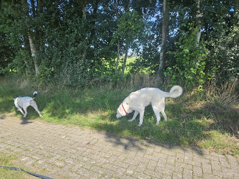 Sanfter Herzenshund sucht seine Familie