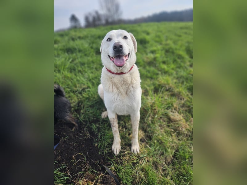 Sanfter Herzenshund sucht seine Familie
