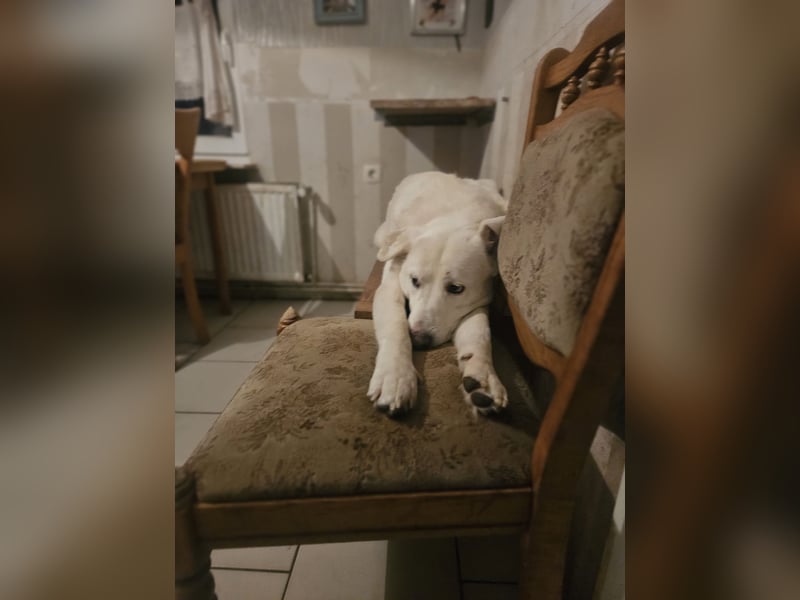 Sanfter Herzenshund sucht seine Familie