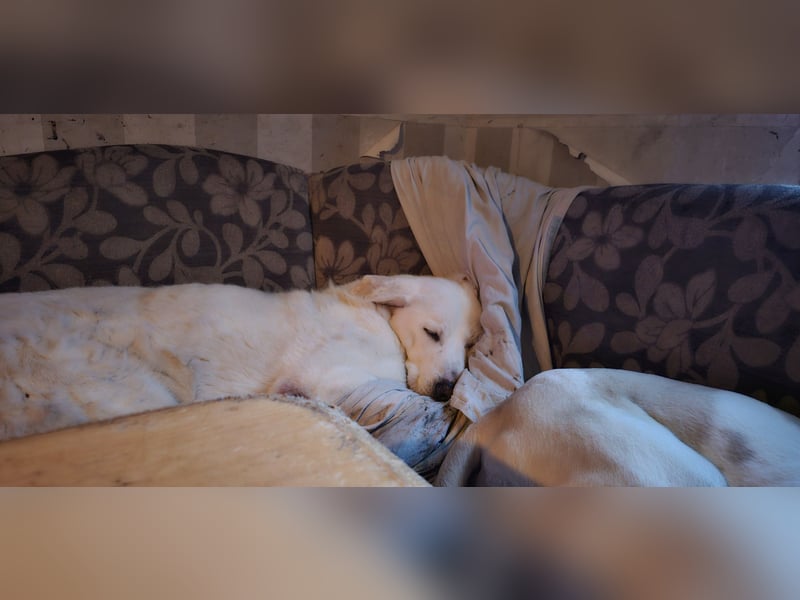 Sanfter Herzenshund sucht seine Familie