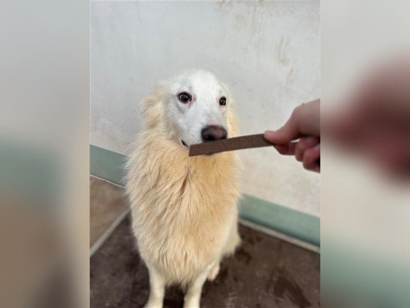 Der sanfte BODHI sucht ein liebevolles Zuhause