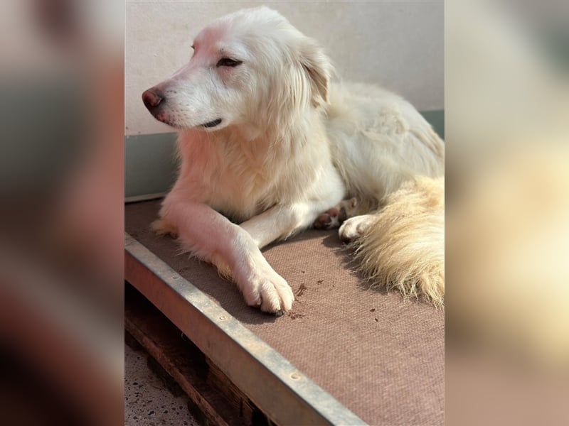 Der sanfte BODHI sucht ein liebevolles Zuhause