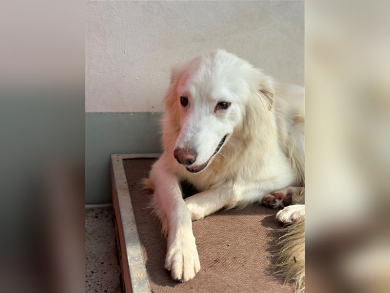 Der sanfte BODHI sucht ein liebevolles Zuhause