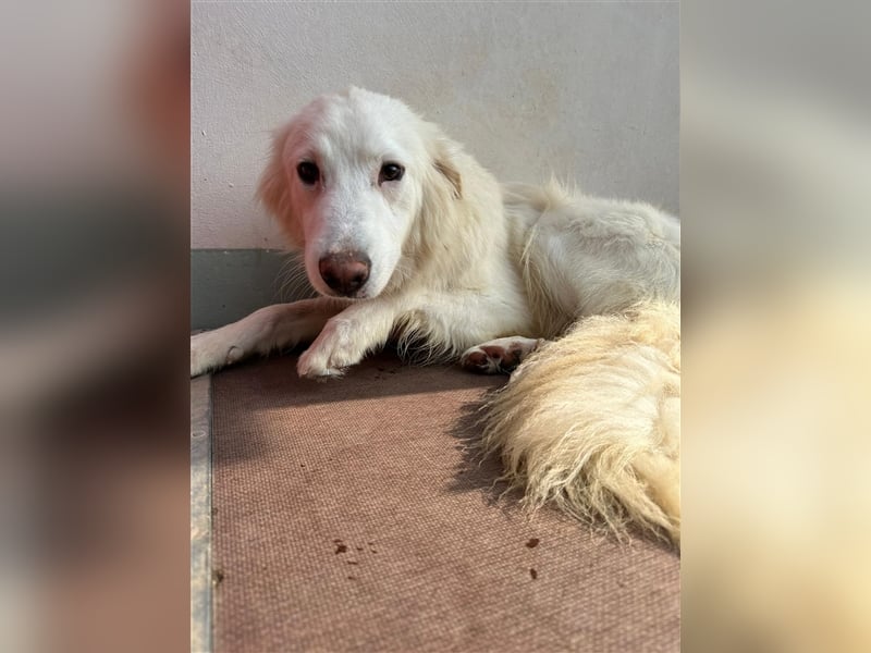 Der sanfte BODHI sucht ein liebevolles Zuhause