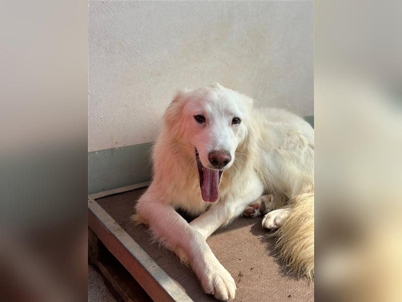 Der sanfte BODHI sucht ein liebevolles Zuhause