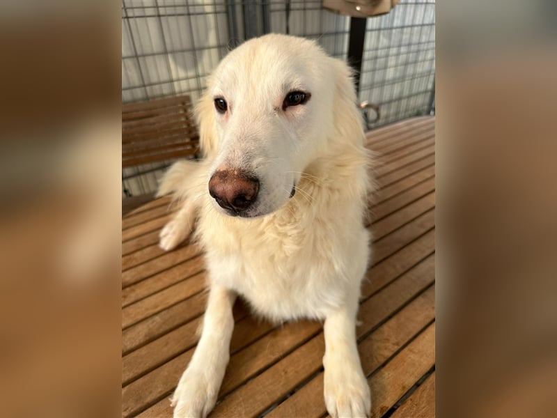Der sanfte BODHI sucht ein liebevolles Zuhause
