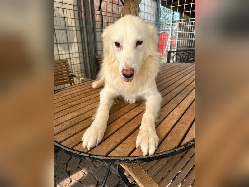 Der sanfte BODHI sucht ein liebevolles Zuhause