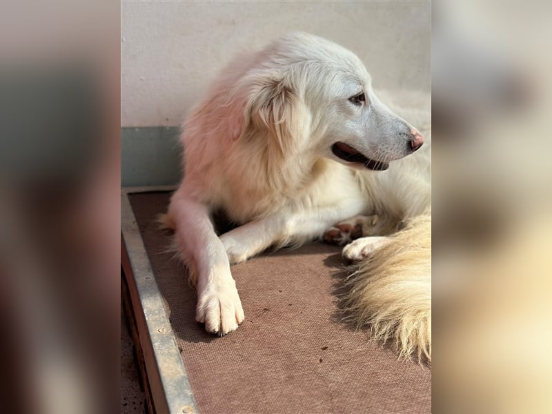 Der sanfte BODHI sucht ein liebevolles Zuhause