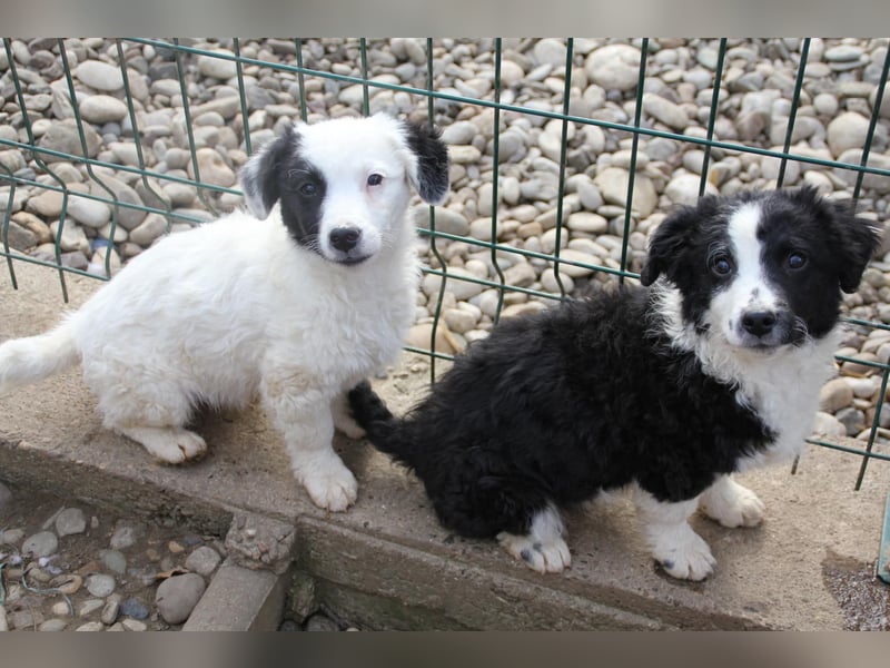 Pfiffiger PUPIN - neugierig, gechillt und verschmust