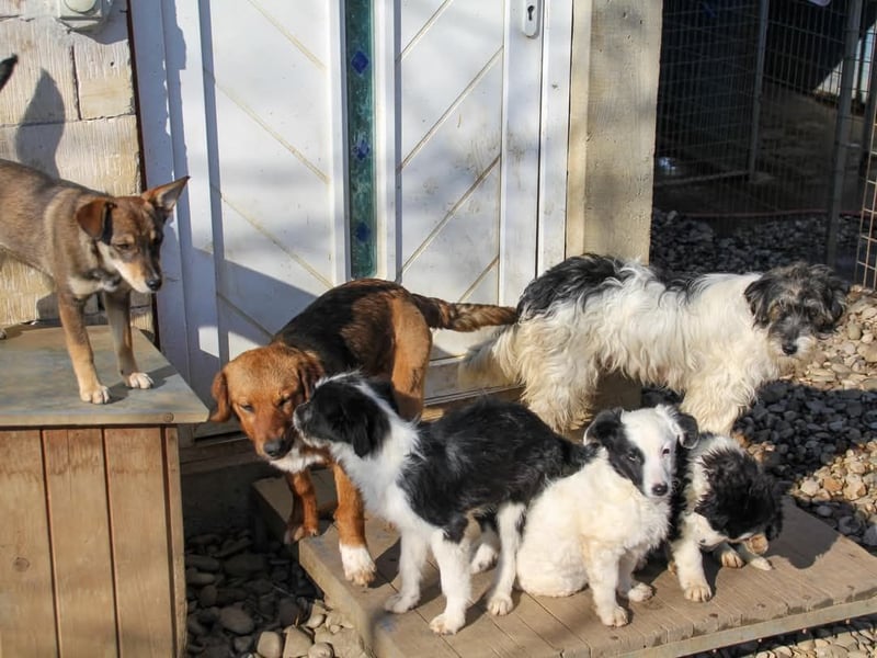 Pfiffiger PUPIN - neugierig, gechillt und verschmust