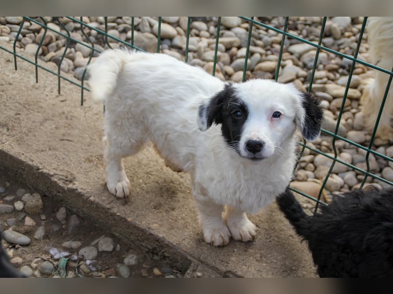 Pfiffiger PUPIN - neugierig, gechillt und verschmust
