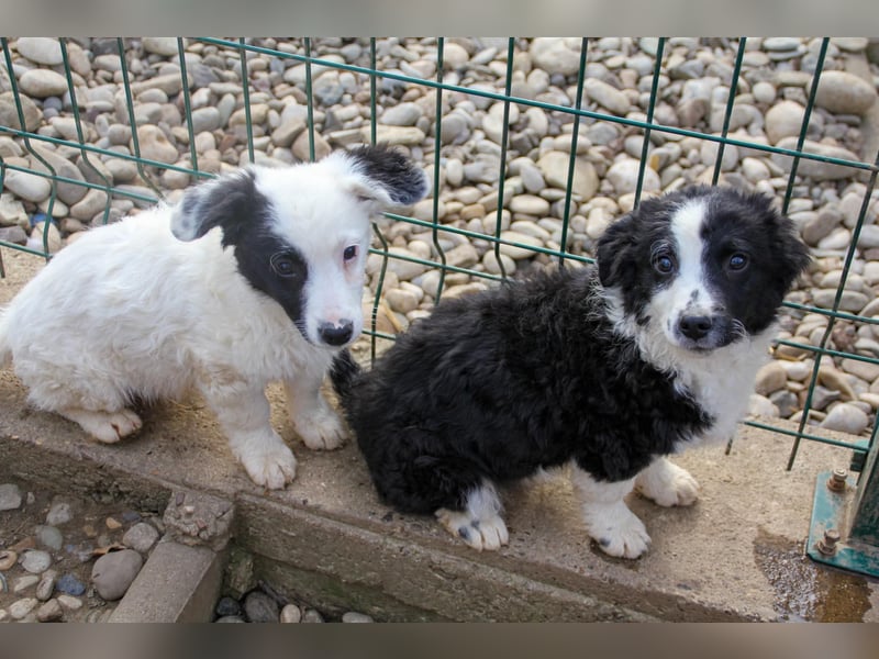 Pfiffiger PUPIN - neugierig, gechillt und verschmust