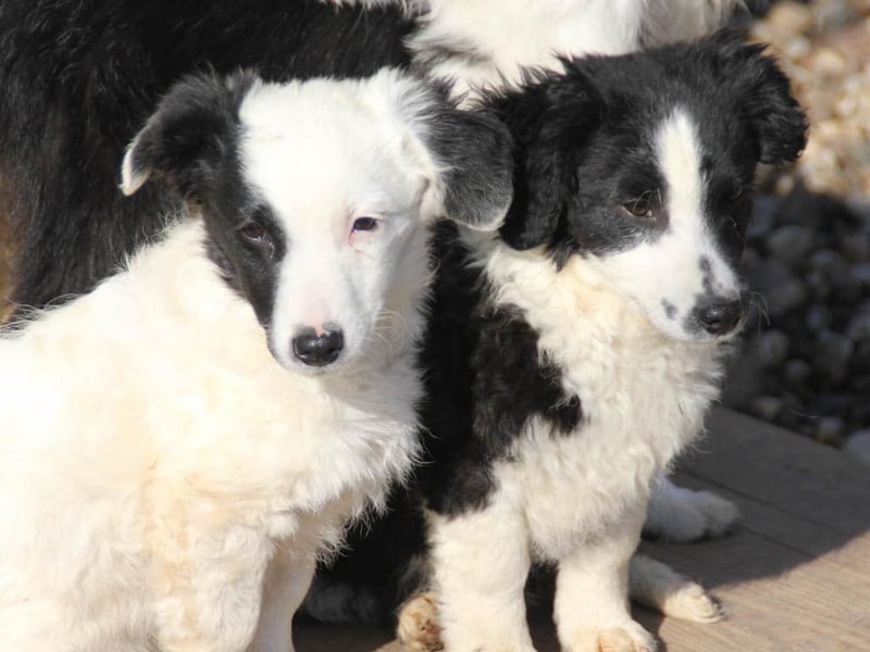 Pfiffiger PUPIN - neugierig, gechillt und verschmust