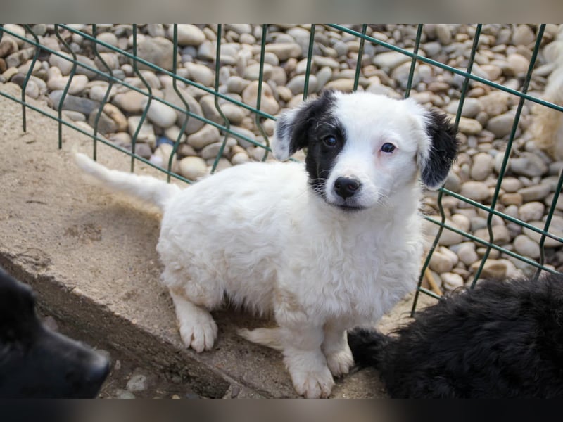 Pfiffiger PUPIN - neugierig, gechillt und verschmust