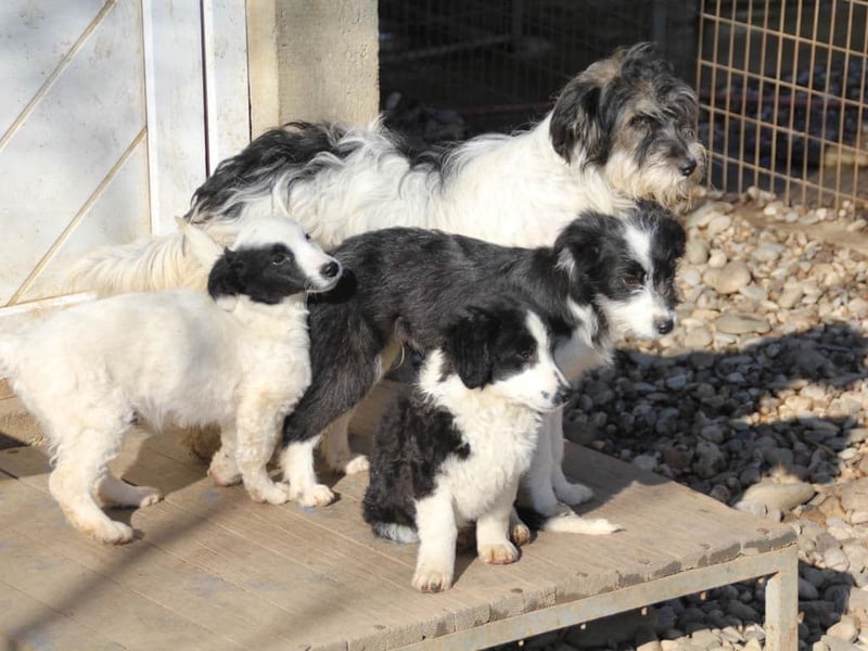 Pfiffiger PUPIN - neugierig, gechillt und verschmust