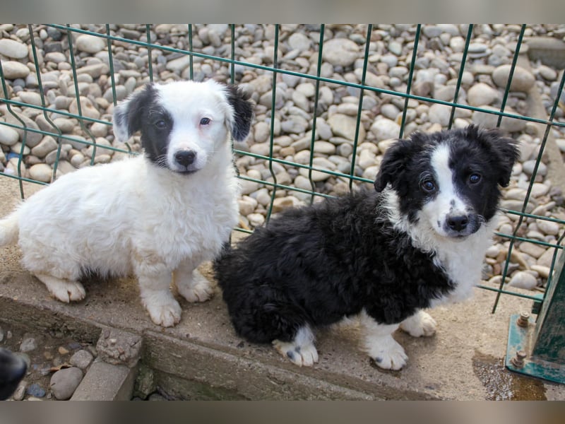 Pfiffiger PUPIN - neugierig, gechillt und verschmust