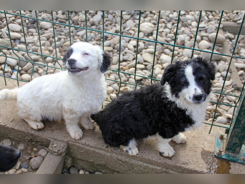 Pfiffiger PUPIN - neugierig, gechillt und verschmust