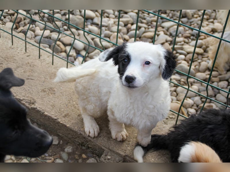 Pfiffiger PUPIN - neugierig, gechillt und verschmust