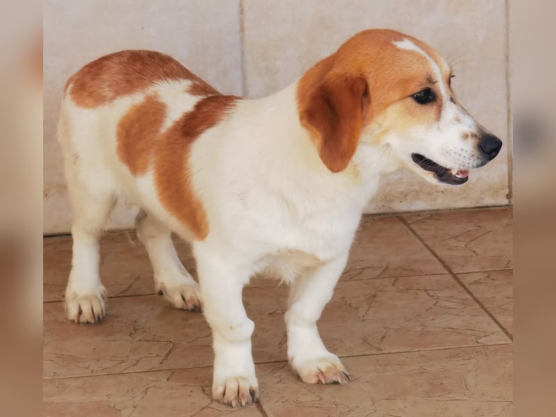 Muffin sucht ein Kuschel-Zuhause!