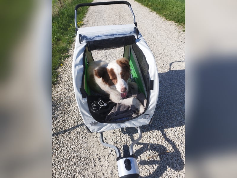 Pasquale sucht warmen Platz! - 86609 Donauwörth