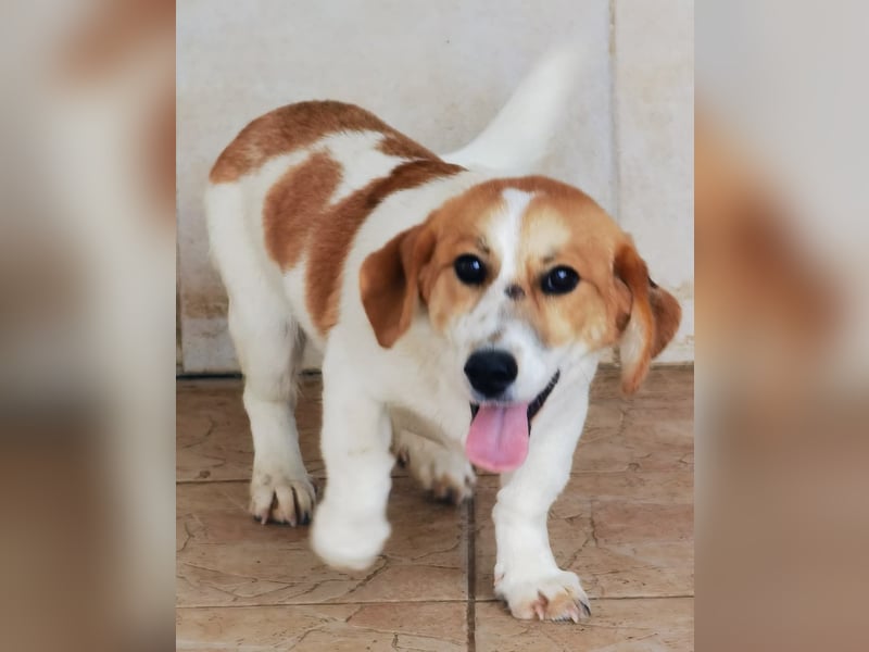 Muffin sucht ein Kuschel-Zuhause!