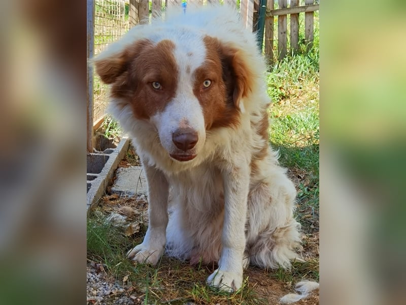 Pasquale sucht warmen Platz! - 86609 Donauwörth