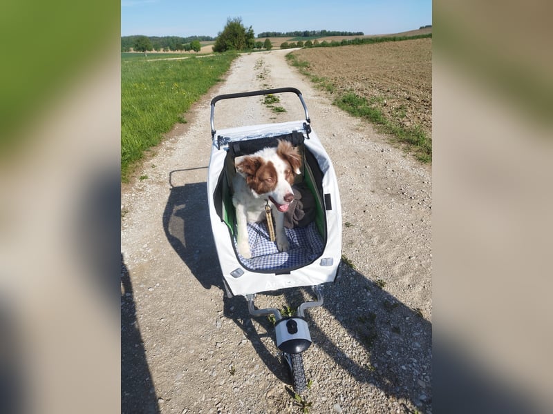 Pasquale sucht warmen Platz! - 86609 Donauwörth