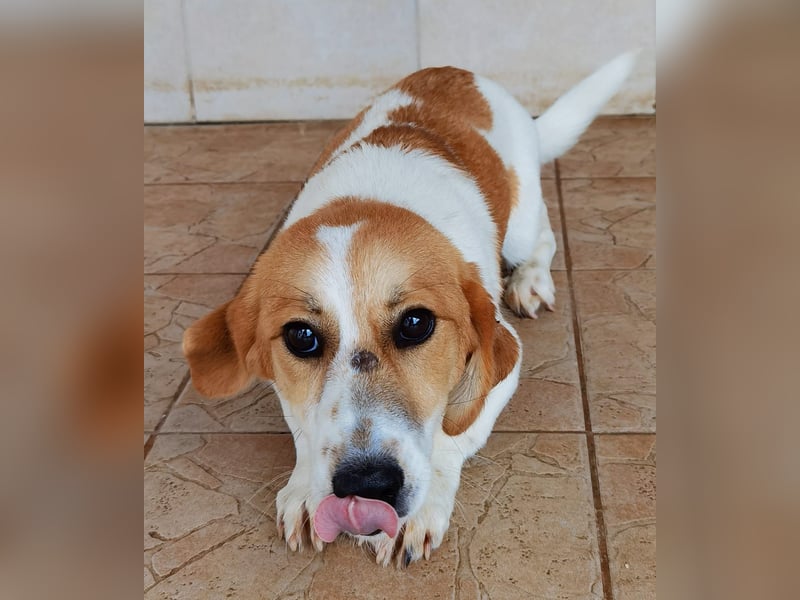 Muffin sucht ein Kuschel-Zuhause!