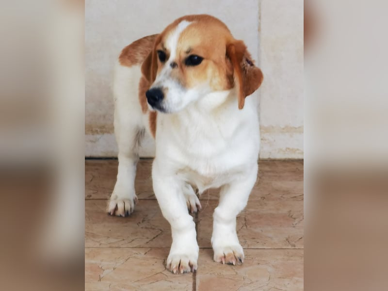 Muffin sucht ein Kuschel-Zuhause!