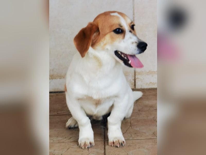 Muffin sucht ein Kuschel-Zuhause!