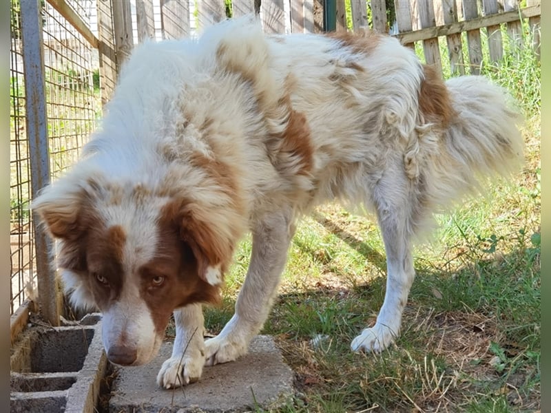 Pasquale sucht warmen Platz! - 86609 Donauwörth