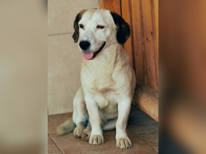 Baloo