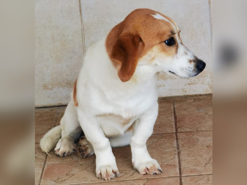 Muffin sucht ein Kuschel-Zuhause!