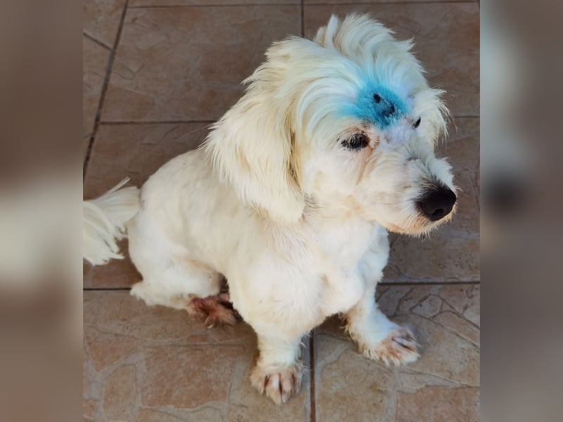 Samy der Süße