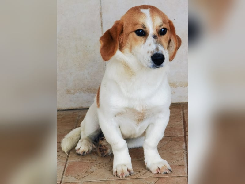 Muffin sucht ein Kuschel-Zuhause!