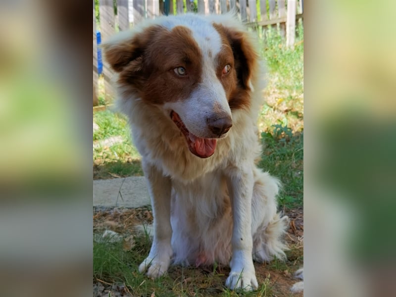 Pasquale sucht warmen Platz! - 86609 Donauwörth