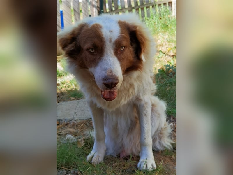 Pasquale sucht warmen Platz! - 86609 Donauwörth