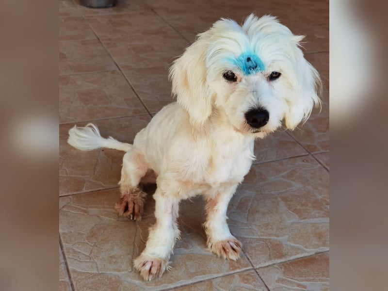 Samy der Süße