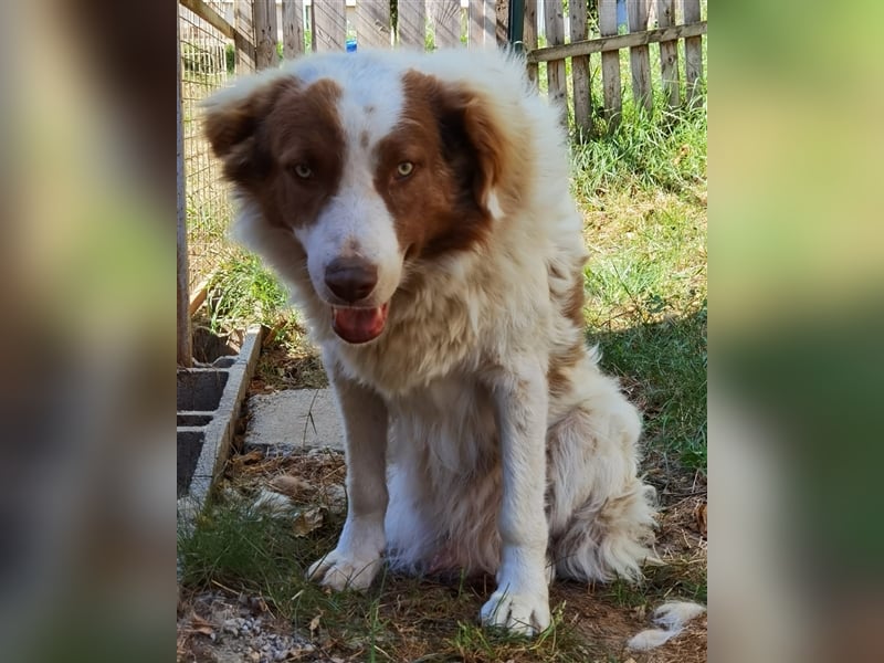 Pasquale sucht warmen Platz! - 86609 Donauwörth