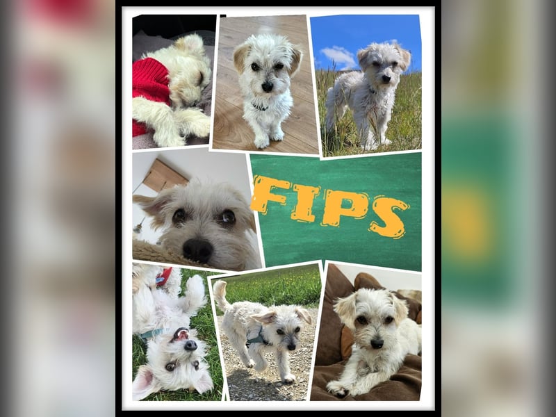 FIPS SUCHT SEINE FAMILIE