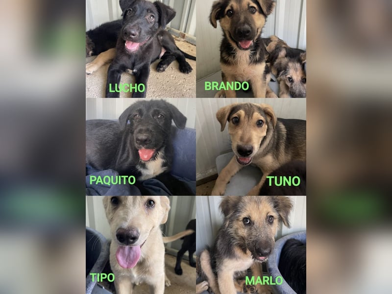 Tipo - welpentypisch verspielter und lebhafter Rüde / z.Zt. noch in Spanien