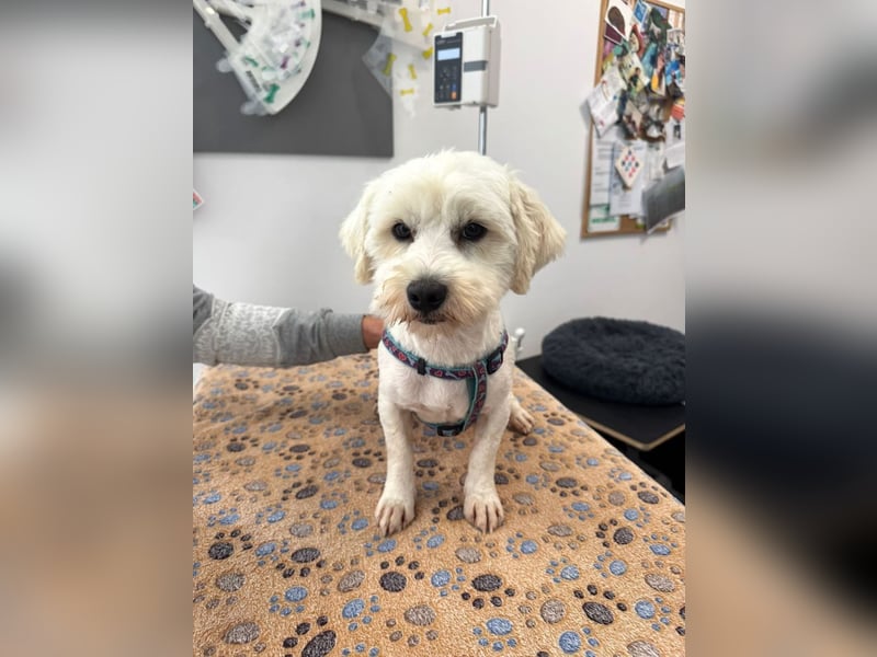 Balou - freundlicher, lieber, katzenverträglicher Bichon Frisé Mix Rüde / z.Zt. noch in Rumänien