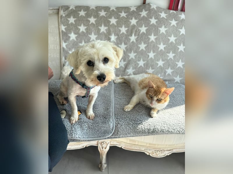 Balou - freundlicher, lieber, katzenverträglicher Bichon Frisé Mix Rüde / z.Zt. noch in Rumänien