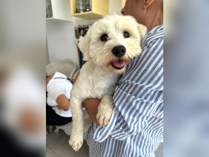 Balou - freundlicher, lieber, katzenverträglicher Bichon Frisé Mix Rüde / z.Zt. noch in Rumänien