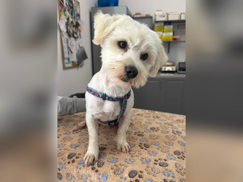 Balou - freundlicher, lieber, katzenverträglicher Bichon Frisé Mix Rüde / z.Zt. noch in Rumänien