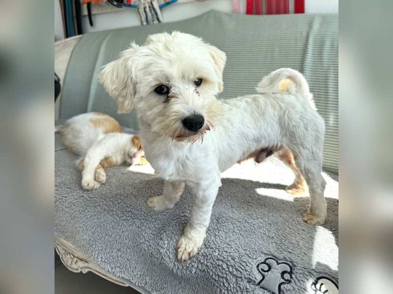 Balou - freundlicher, lieber, katzenverträglicher Bichon Frisé Mix Rüde / z.Zt. noch in Rumänien