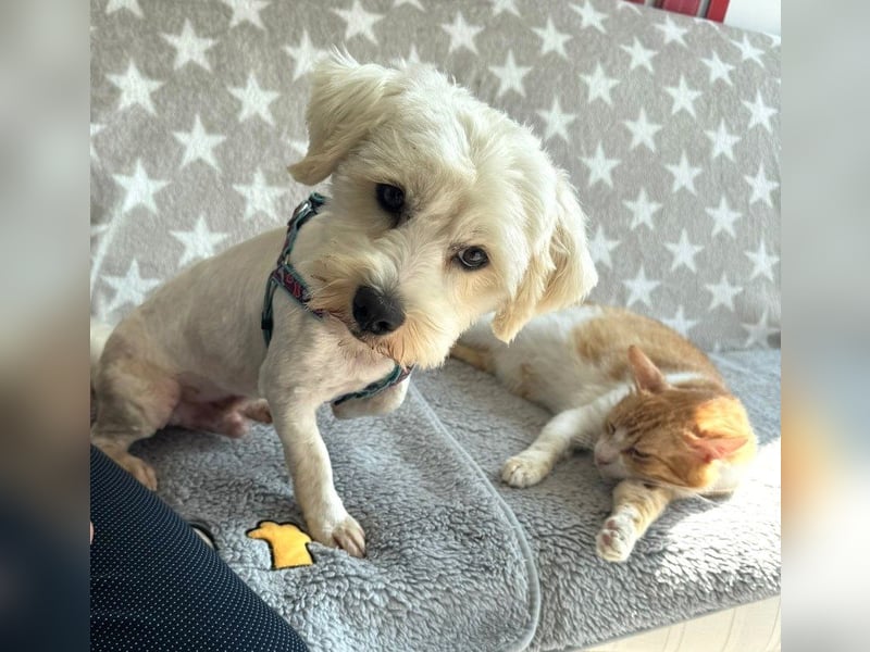Balou - freundlicher, lieber, katzenverträglicher Bichon Frisé Mix Rüde / z.Zt. noch in Rumänien