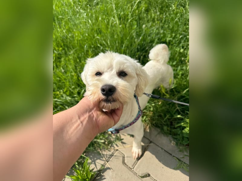 Balou - freundlicher, lieber, katzenverträglicher Bichon Frisé Mix Rüde / z.Zt. noch in Rumänien