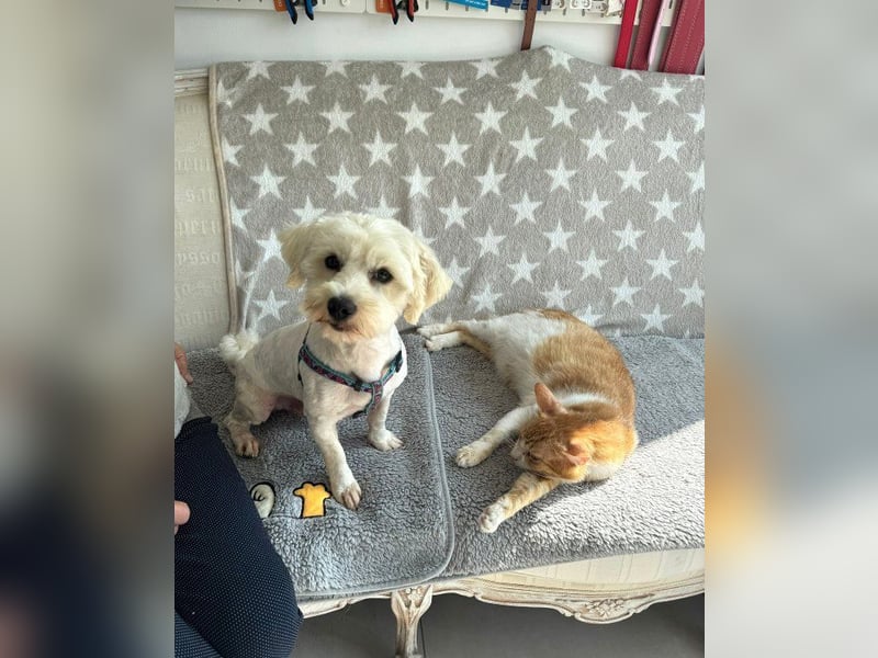 Balou - freundlicher, lieber, katzenverträglicher Bichon Frisé Mix Rüde / z.Zt. noch in Rumänien